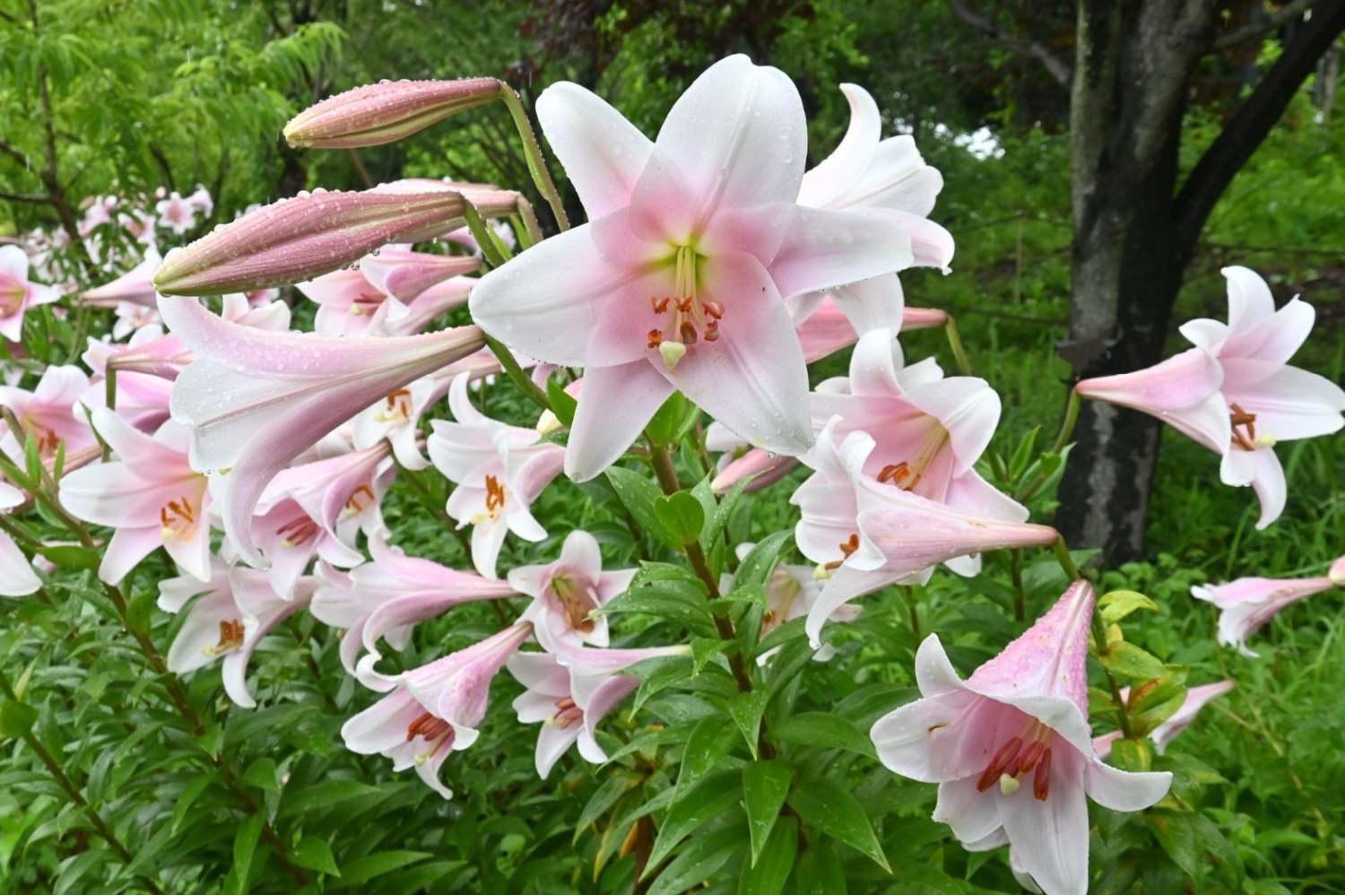 lelies die niet geschikt zijn voor diervriendelijke tuin
