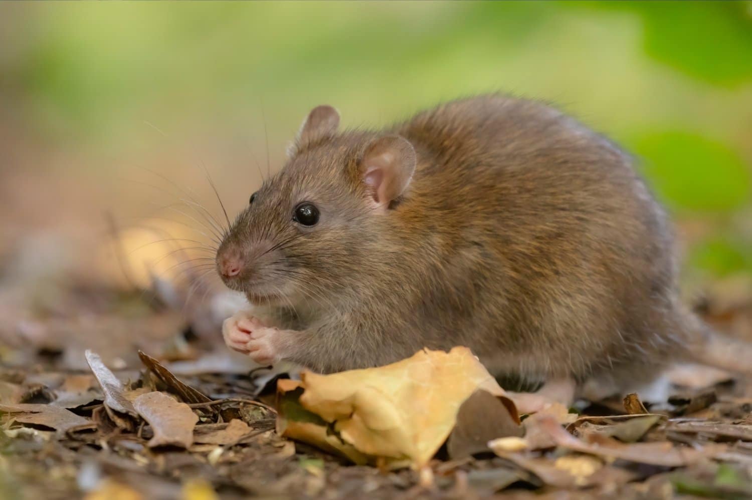 Ratten in tuin zonder gif bestrijden
