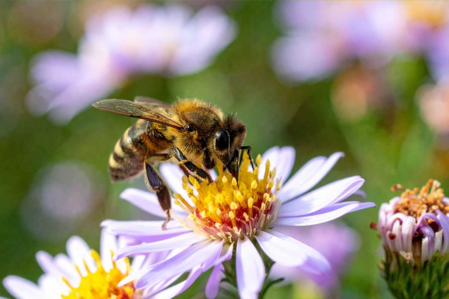 Bij op bloem in diervriendelijke tuin