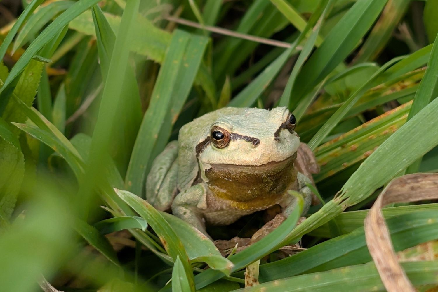 Diervriendelijke tuin geschikt voor padden