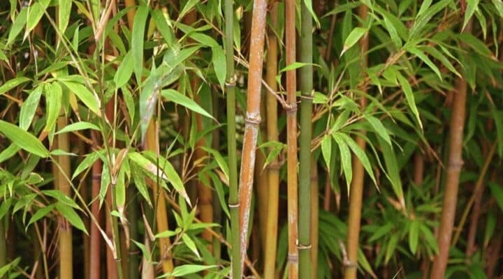 Bamboe stengels met bladeren