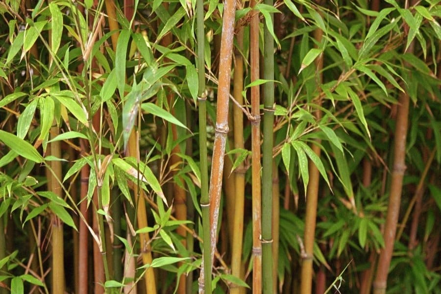 Bamboe stengels met bladeren