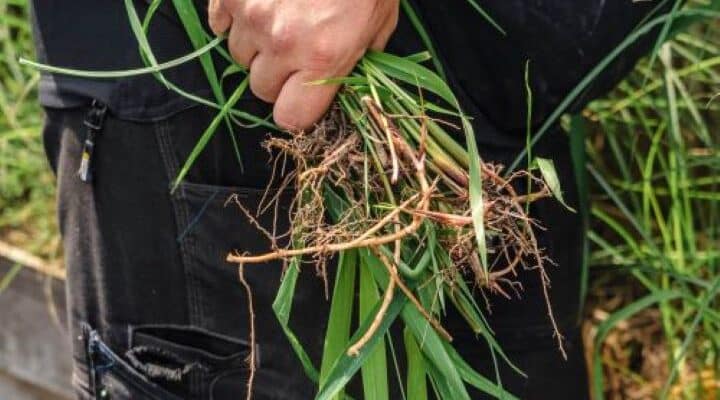 Dim Hovenier tuinonderhoud Leek