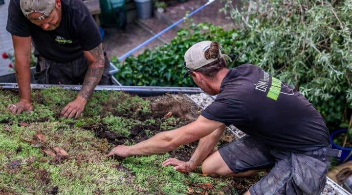 DIM Groendak – Groendak aanleggen & onderhoud | Drachten • Groningen • Leek